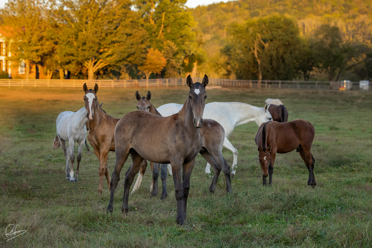 Foals in the field (placeholder)